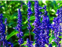 濰坊信譽(yù)好的鼠尾草供應(yīng)商推薦 安徽鼠尾草價格