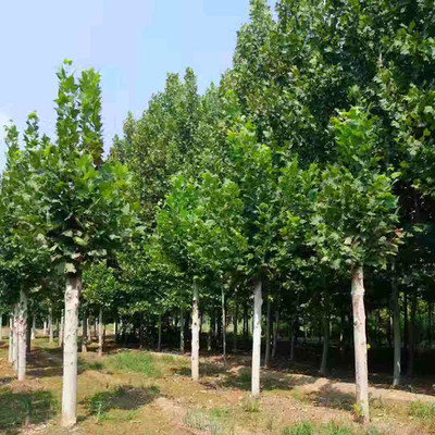 大量出售國槐樹苗 濟(jì)寧國槐供應(yīng)商 國槐苗木 規(guī)格齊全 苗木國槐圖片_高清圖_細(xì)節(jié)圖-濟(jì)寧市任城區(qū)繼元苗木種植基地