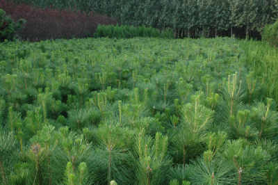 公司直供營養(yǎng)缽油松苗 油松小苗 油松樹苗 油松苗木