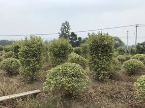 真實苗木數據,有需求歡迎選購