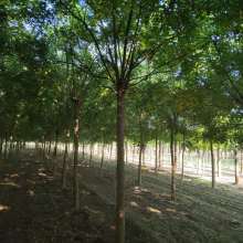 2019綠化苗木價格 報價 綠化苗木批發 第4頁 園林網