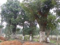 香樟求購_上海香樟_江西香樟_香樟供應_湖南骨架香樟[供應]_綠化苗木_世界工廠網中國產品信息庫