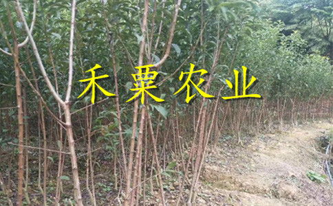 【云南曲靖特價李子苗供應商__優質李子樹苗種植技術?！? 