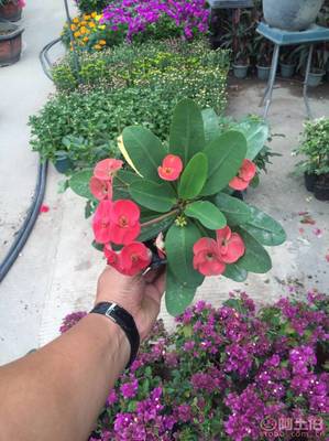 【泉州室內綠化盆栽虎刺梅、質優價廉】綠化苗木,價格,廠家,供應商,花木,龍海市東泗興輝園藝場 - 產品庫