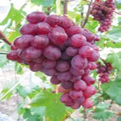 供應【盧龍明杰葡萄木苗價格供應貴州?！科咸衙缒緩S家圖片_高清圖_細節圖-盧龍縣明杰葡萄樹苗種植場 -