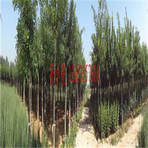 唐山苗木基地官方-唐山苗木基地企業(yè)內(nèi)部展示相冊(cè)-圖片-產(chǎn)品圖片。