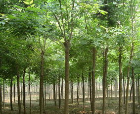 河北恒運(yùn)苗木基地批發(fā)供應(yīng)紅葉碧桃,國(guó)槐基地,白蠟基地,旱柳基地