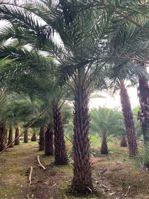 恭喜福建藍(lán)典園林入駐苗木通 做市場(chǎng)所需的精品苗和品質(zhì)苗