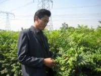 供應(yīng)北集坡苗木 北集坡果樹苗 北集坡綠化苗 北集坡果樹綠化苗_農(nóng)副產(chǎn)品_世界工廠網(wǎng)中國(guó)產(chǎn)品信息庫(kù)