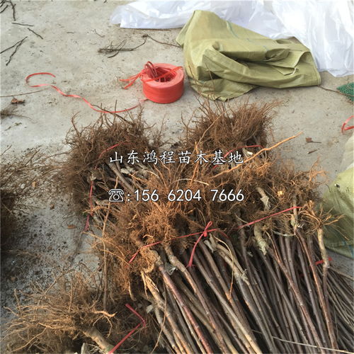 【山東大紫櫻桃苗、大紫櫻桃苗基地】- 