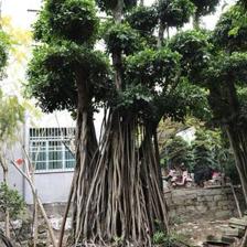 【造型小葉榕供應、基地直轄、造型優美】綠化苗木,價格,廠家,供應商,花木,龍海市東泗興輝園藝場 - 產品庫