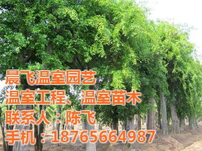 綠化苗木價(jià)格 晨飛溫室園藝 已認(rèn)證 濟(jì)寧綠化苗木高清圖片 高清大圖