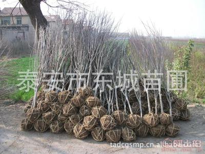 【批發(fā)石榴樹,泰安石榴苗,3公分石榴樹、薄殼核桃苗,5公分石榴樹】泰安市泰山區(qū)東城林果苗木繁育場(chǎng) - 產(chǎn)品庫