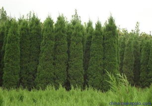 苗木產(chǎn)業(yè)發(fā)展的困難源點(diǎn)