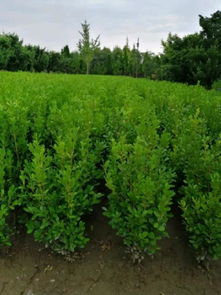 恭喜寧波陽光苗木園入駐苗木通平臺(tái) 致力于精品苗木種植