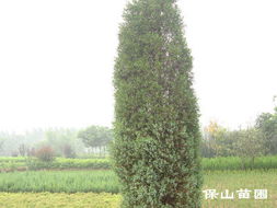 河北省定州市保山苗圃場(chǎng) 產(chǎn)品信息