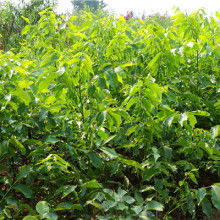 簡(jiǎn)陽市和映林果苗木專業(yè)合作社