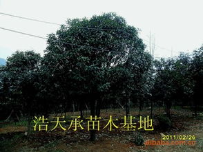 浙江金華浩天承苗木基地大量批發優質精品四季桂指導價 浙江金華浩天承苗木基地大量批發優質精品四季桂行情