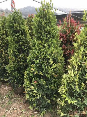 【江西綠化苗木袋苗紅車、農戶種植】綠化苗木,價格,廠家,供應商,花木,龍海市東泗興輝園藝場 - 產品庫