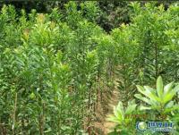 楊梅果苗楊梅果苗批發楊梅果苗價格楊梅果苗基地[供應]_綠化苗木_世界工廠網中國產品信息庫