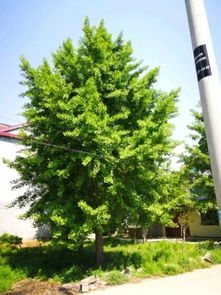 恭喜郯城縣鑫通種植農民專業合作社入駐苗木通平臺 專注精品銀杏