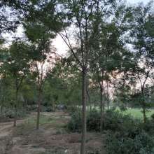 2019綠化苗木價格 報價 綠化苗木批發 第29頁 園林網