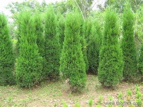 優質松柏首推沭陽可誠苗木,刺柏