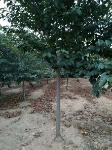 苗木銷售季,教你如何做銷售 達人