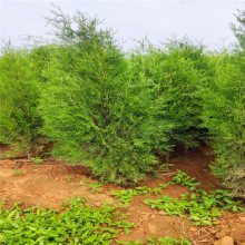 山東特選綠化苗木基地 1米與2米容器側(cè)柏價格及選購指南