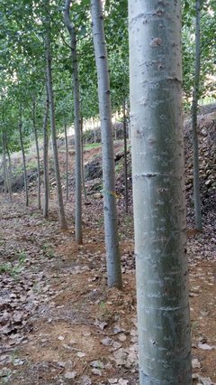 速生楊苗木 特點、栽培與管理