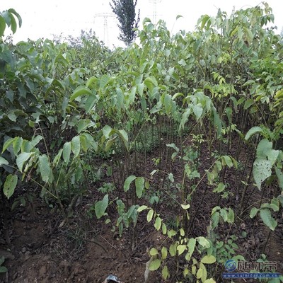溫185核桃苗 鄭優(yōu)新品種，泰安旺運苗木中心專業(yè)供應(yīng)