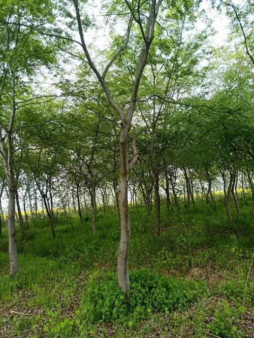 追求客戶滿意，打造苗木精品——祝賀肥西永和苗木入駐苗木通