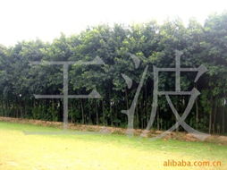 王波綠化苗木產(chǎn)品列表