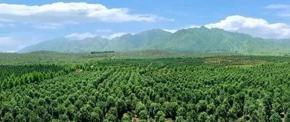 苗木產(chǎn)業(yè)的未來(lái)發(fā)展，必須點(diǎn)亮這四盞燈！