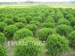 黃楊、地柏、龍柏球與海桐球種子苗木 常見(jiàn)苗木的培育與用途