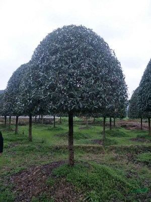廣西常清桂花銀杏苗木基地 培育自然之美，打造綠色寶庫(kù)