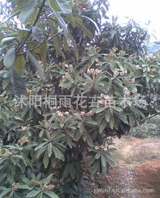 低價(jià)供應(yīng)枇杷種子，價(jià)格優(yōu)惠，量大從優(yōu)