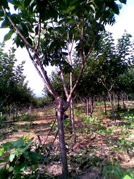 廣德鳳凰山櫻花基地 打造優(yōu)質(zhì)苗木產(chǎn)品，構(gòu)筑多彩生態(tài)景觀