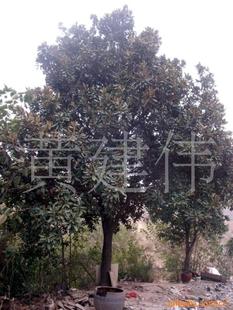 綠化苗木新選擇 喬木大玉蘭，打造生態(tài)景觀的優(yōu)雅之選